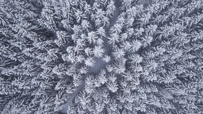the top down s of trees covered in snow