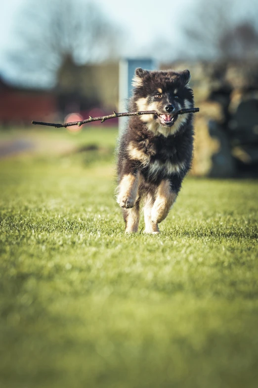a small dog runs on a field with a stick in its mouth