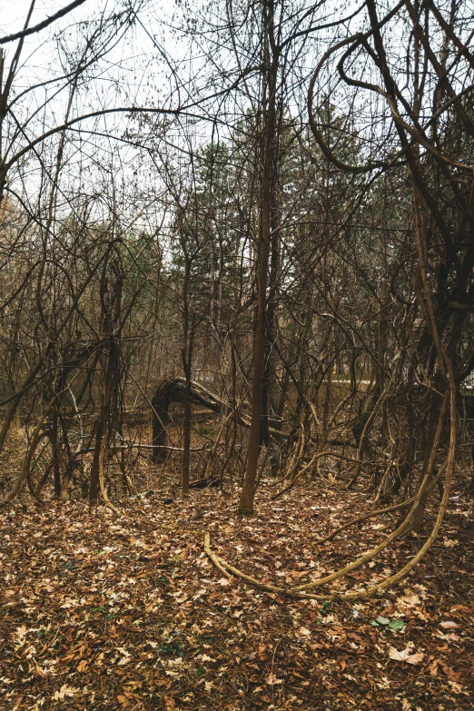 a picture of some trees and leaves in the woods