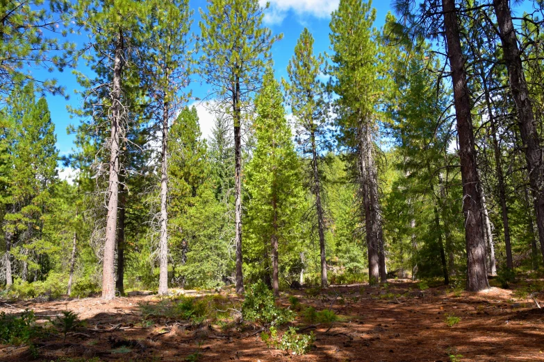 a view from the ground looking at tall, green trees