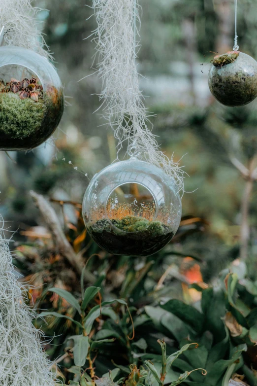 ornaments hanging in a forest surrounded by moss