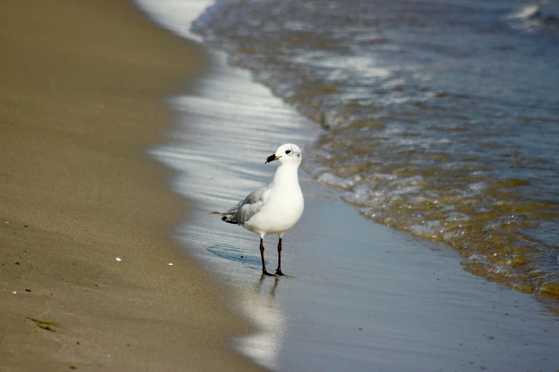 a seagull standing alone on the shore line of the beach