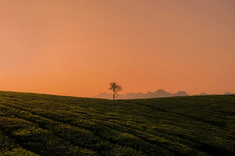 a small tree stands on top of a hill