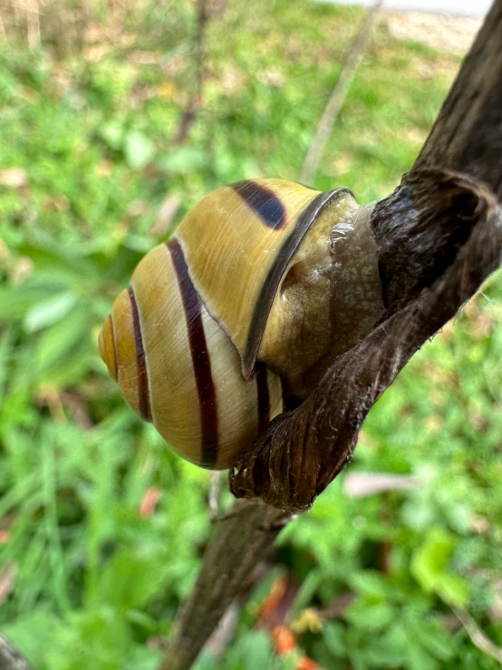 a large snail climbing up a tree nch