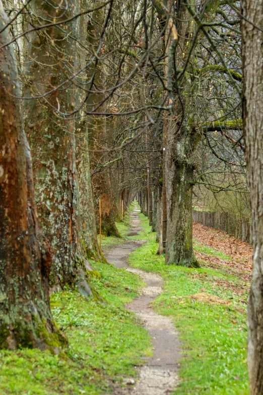 this is a tree lined trail leading to the forest