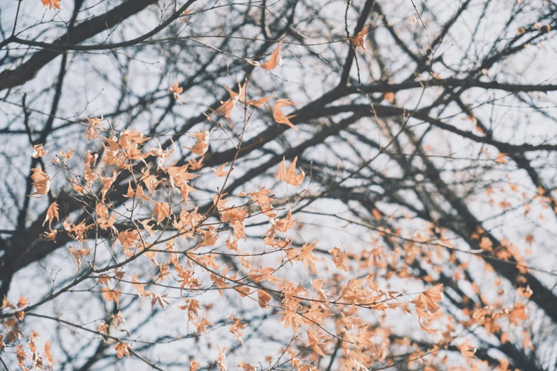 some small red leaves hanging from the nches