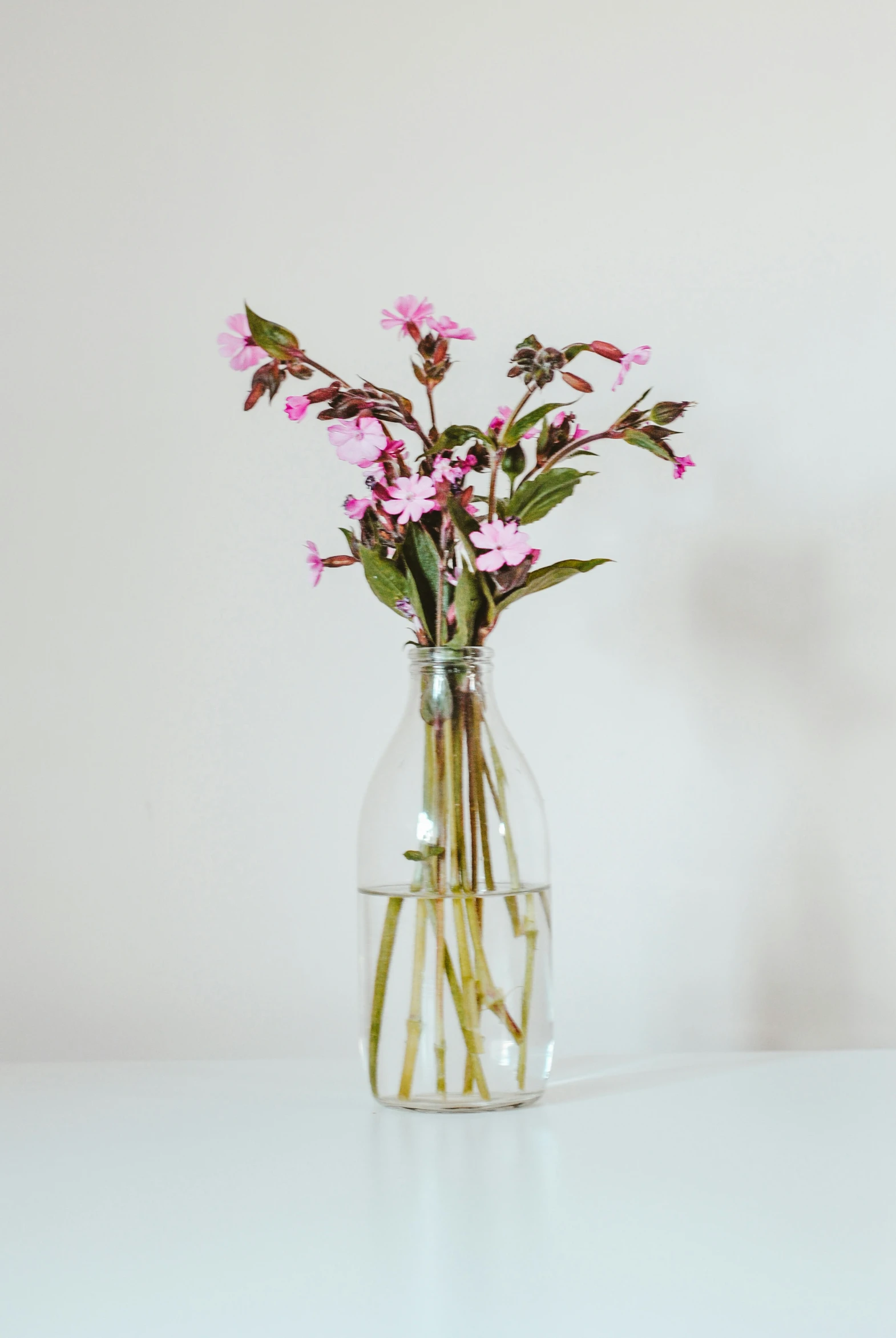 pink flowers sit in a clear glass vase