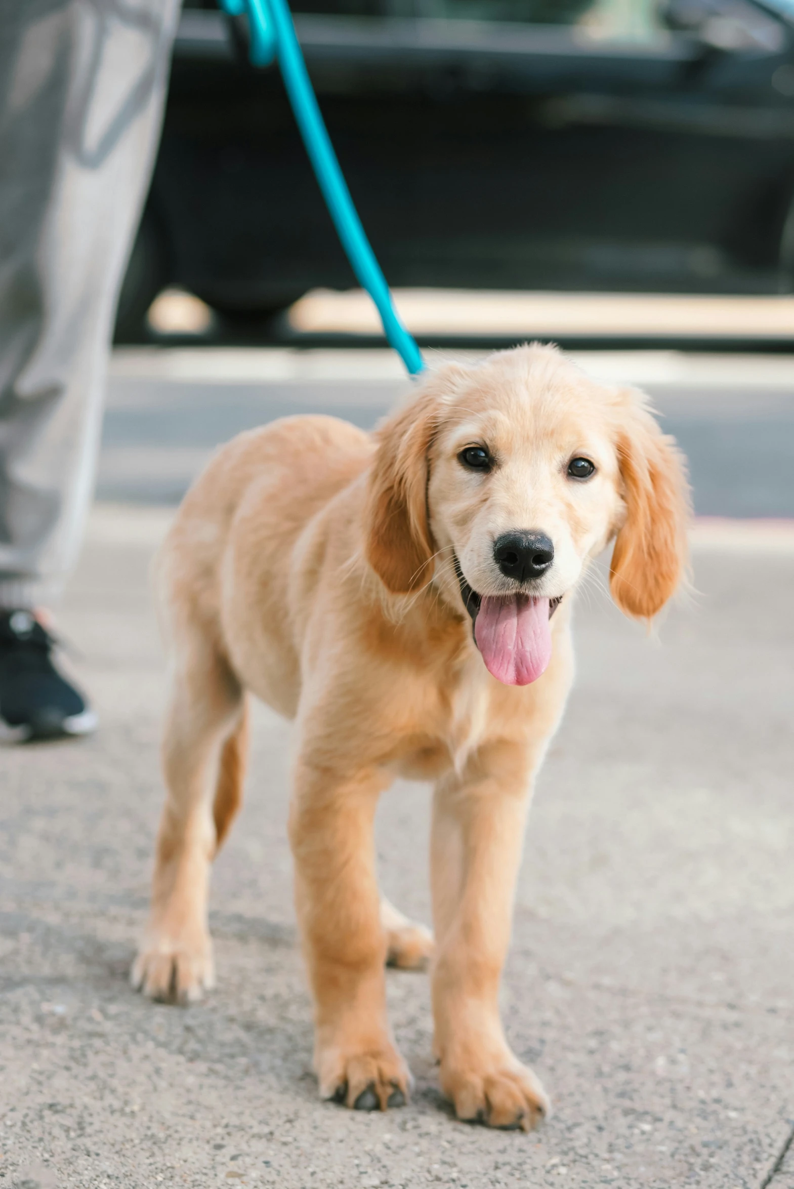 the young dog is standing on the sidewalk