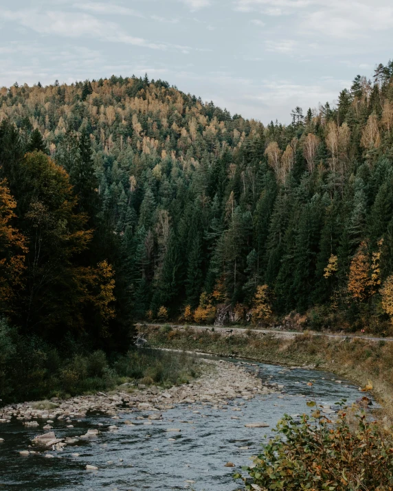 a river flowing through a lush forest covered in lots of trees