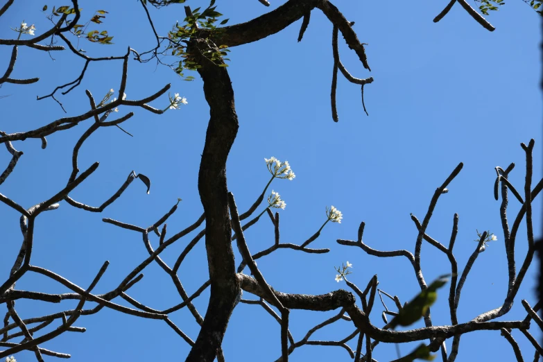 nches with small white flowers against a blue sky