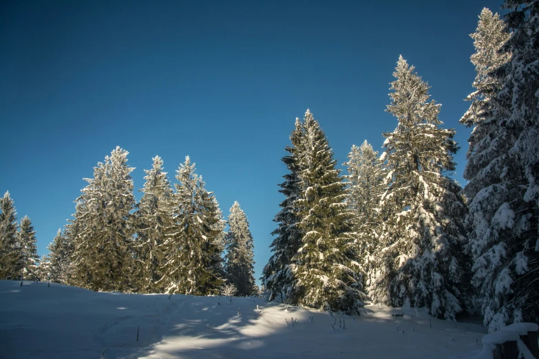 a snow covered tree line on the side of a hill