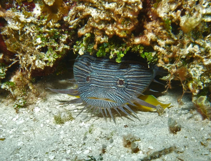 a blue animal that is under some rocks