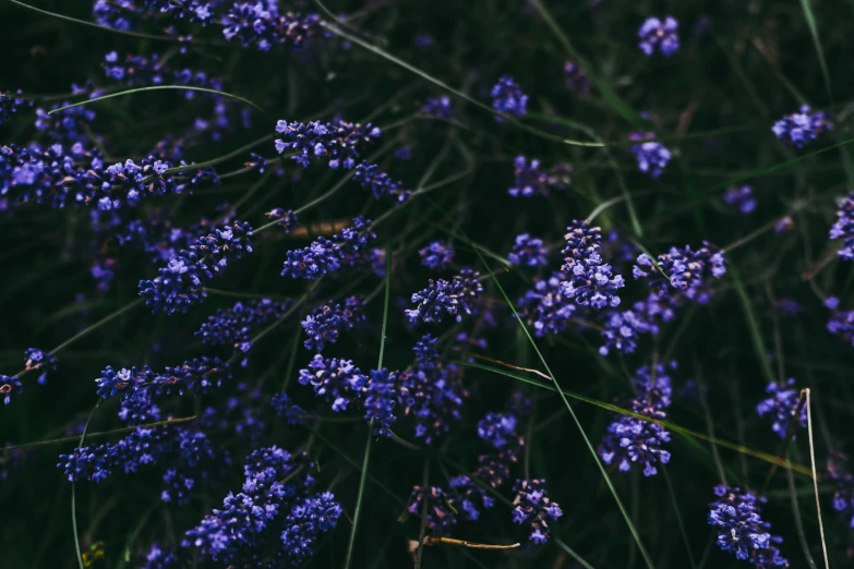 a group of small blue flowers with some green stems