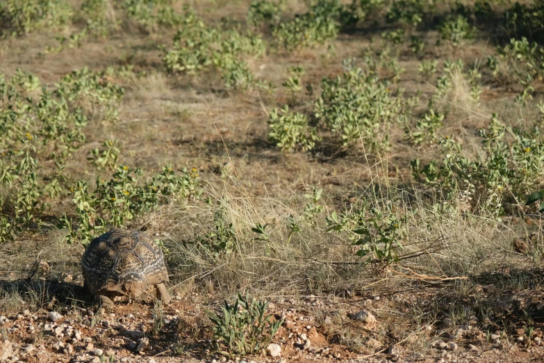 a bird sitting on top of a dirt field