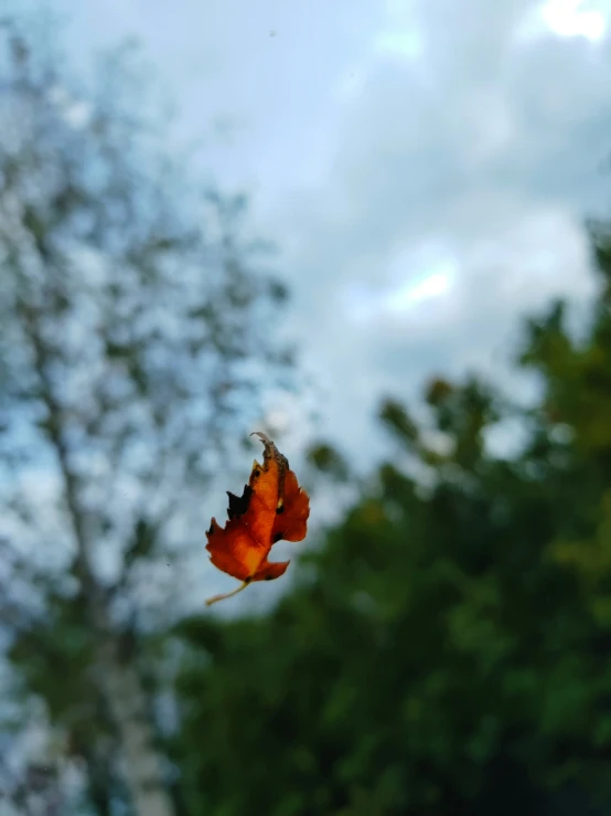 a red leaf floating from the air near some trees