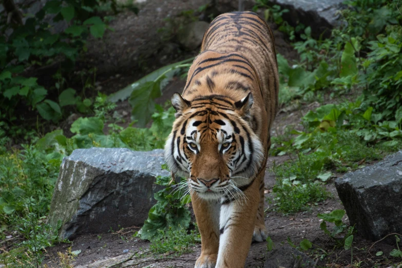 a tiger walking along a dirt path through a wooded area