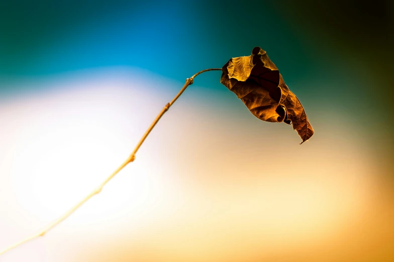 a single leaf on a long thin nch