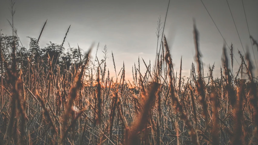 a field with grass during the sunset in a pograph