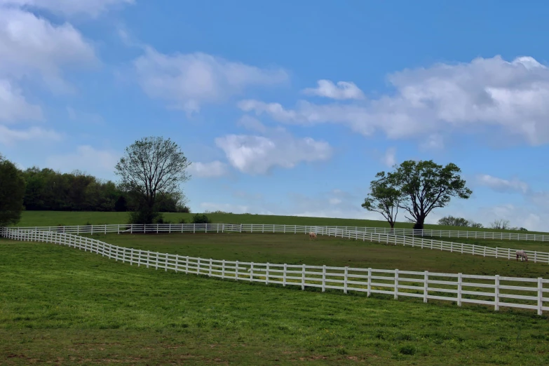 a single horse on the grass and fence in the other side