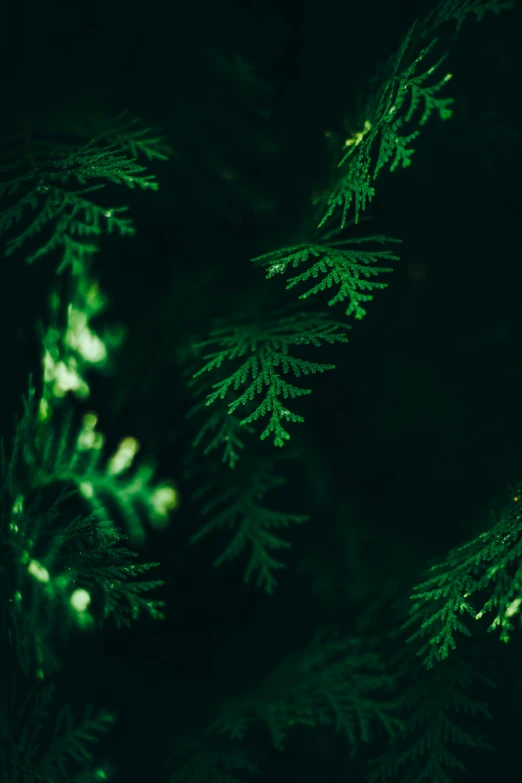 the pine tree leaves glow brightly in the dark