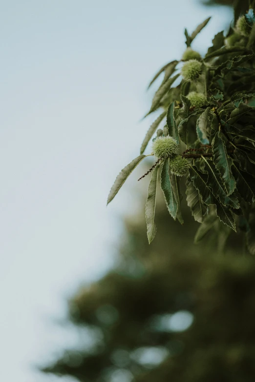 the tops of evergreen trees against a gray and blue sky