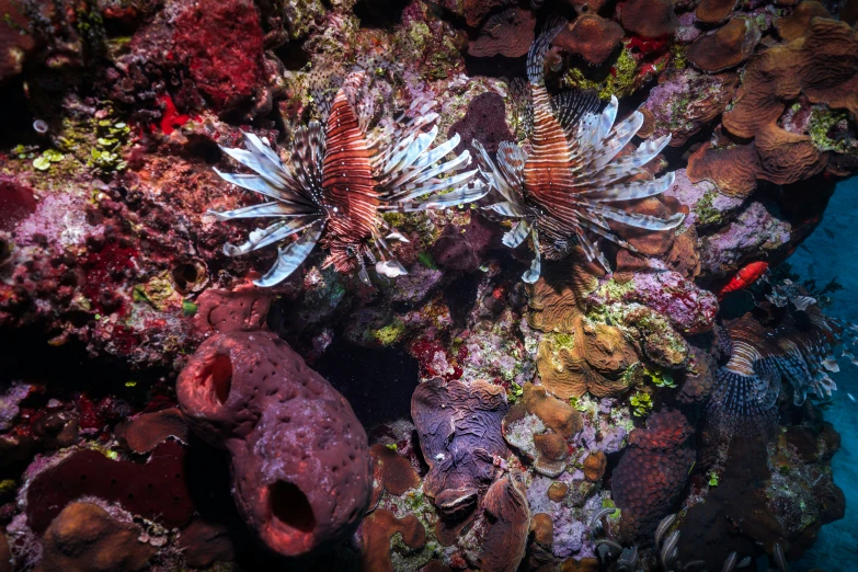 a group of red fish swimming over colorful coral