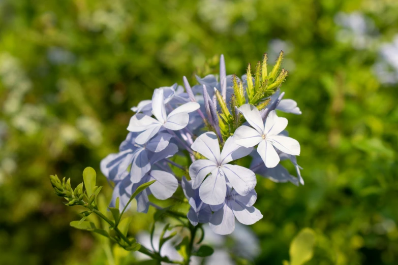 a single flower blooming outside in the sun