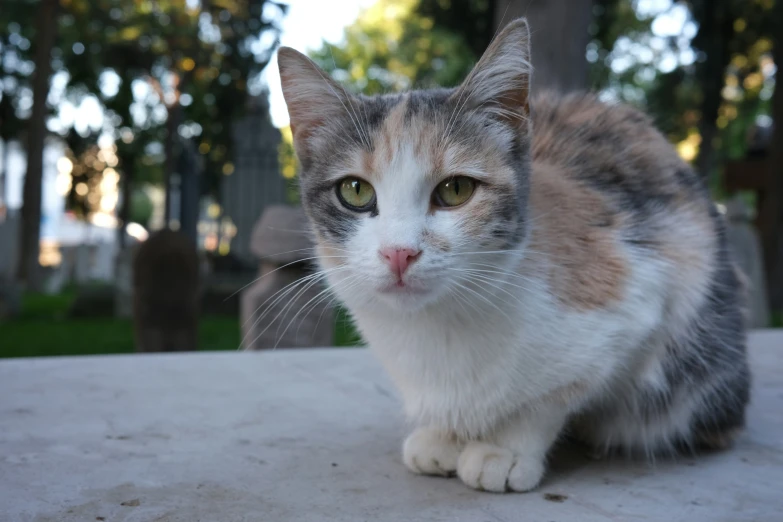 a cat is sitting on a table outside