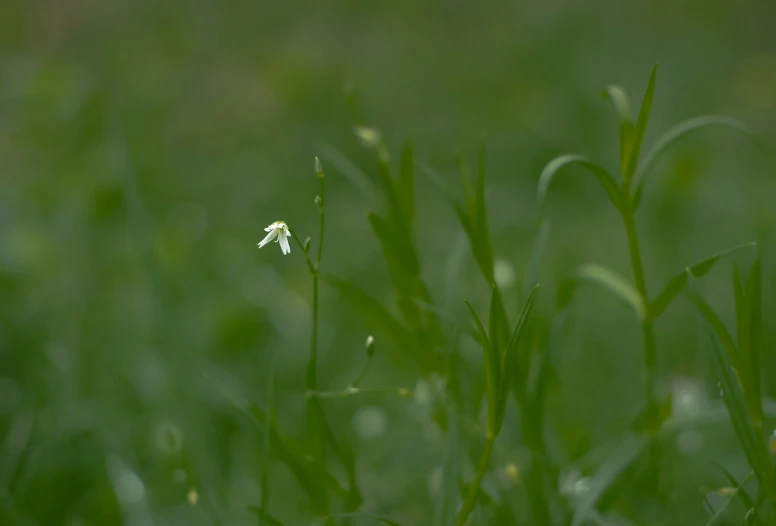 a small white flower sticking out of some grass