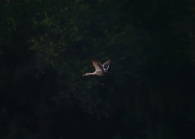 a large white bird flying in the dark