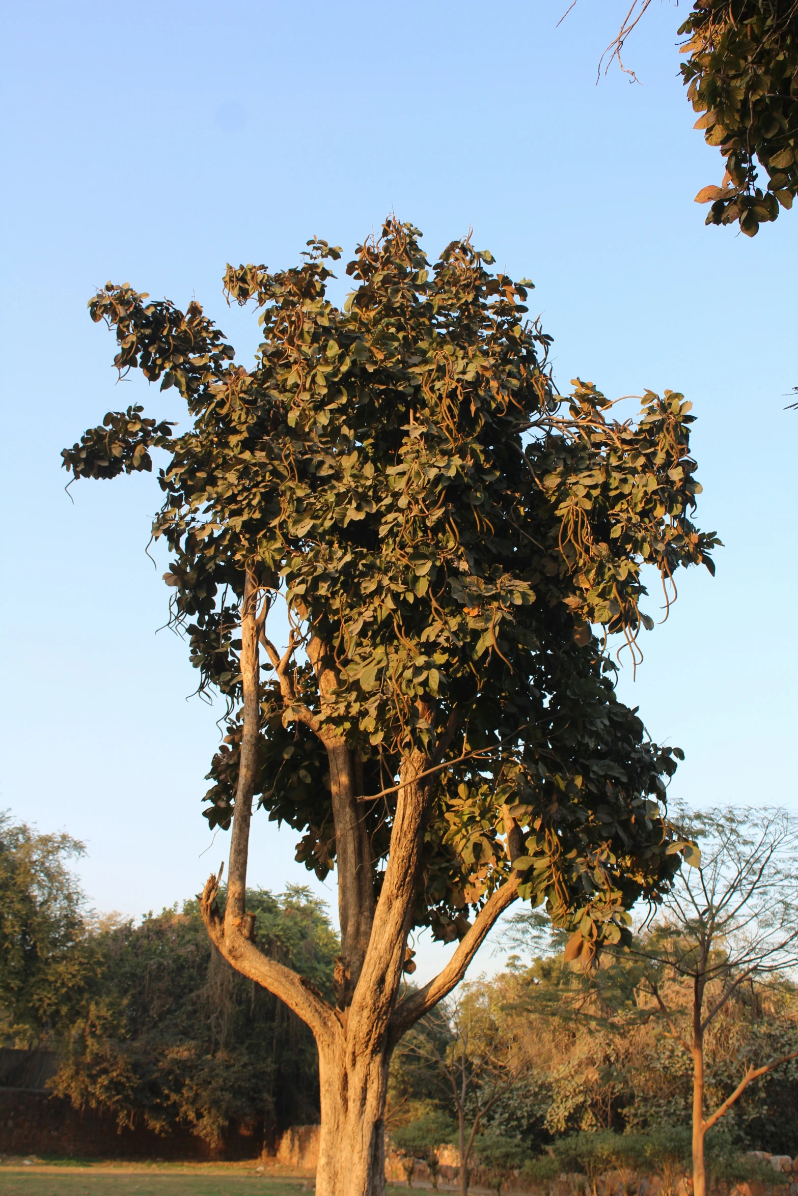 a tree in the middle of an open field