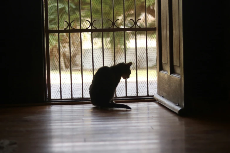 cat sitting in dark doorway in residential home