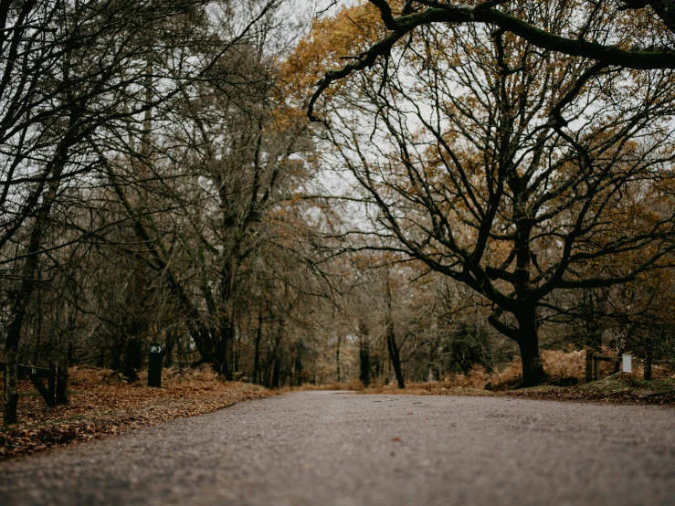 an empty road in front of some trees