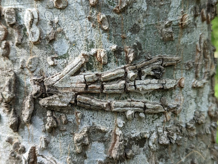 bark on tree with some small white dots