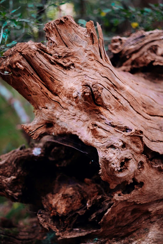 the bark on this tree is brown and the leaves are green