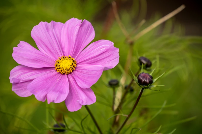 the same pink flower is not an image