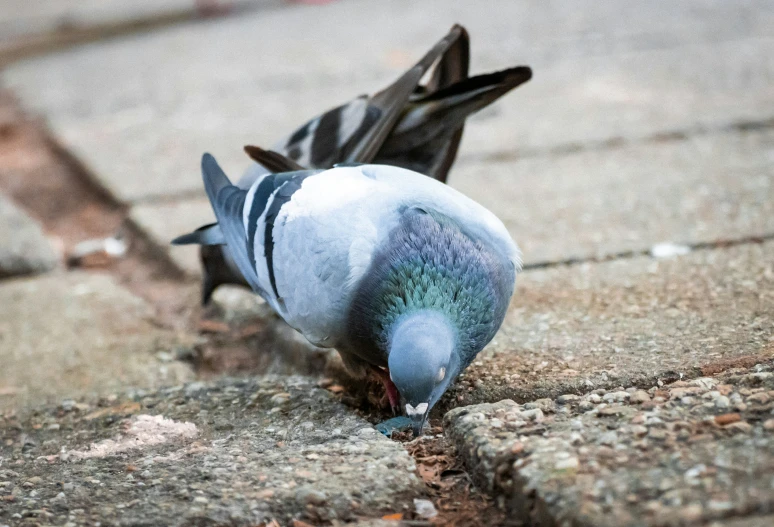 a blue and white pigeon walking on a sidewalk