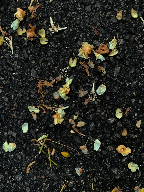 flowers growing on asphalt next to leaves and grass