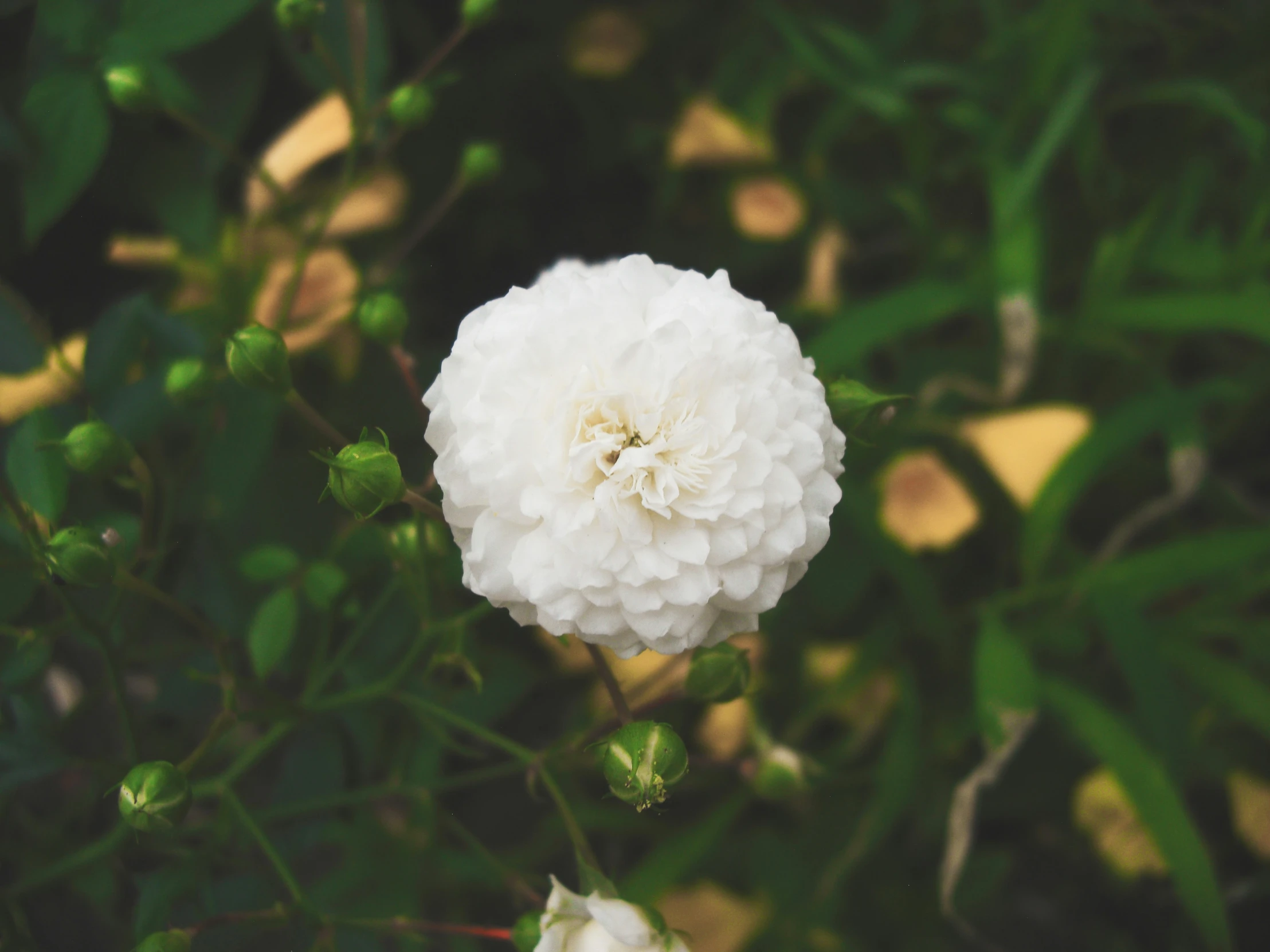 a close up of a flower surrounded by foliage