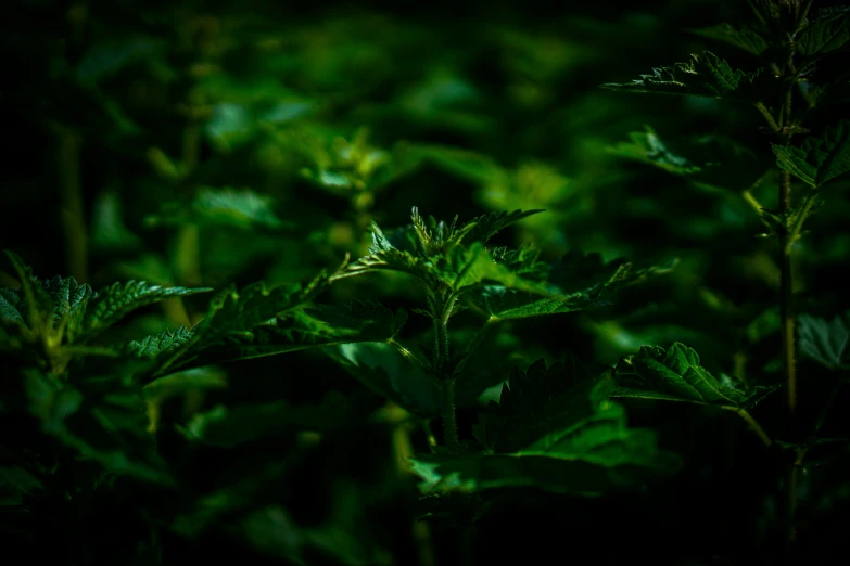 the sun shines through some green plants