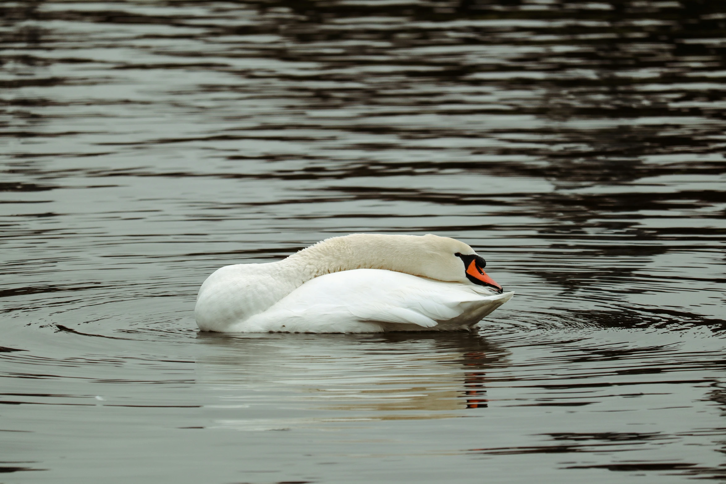 a white swan on the water in the rain