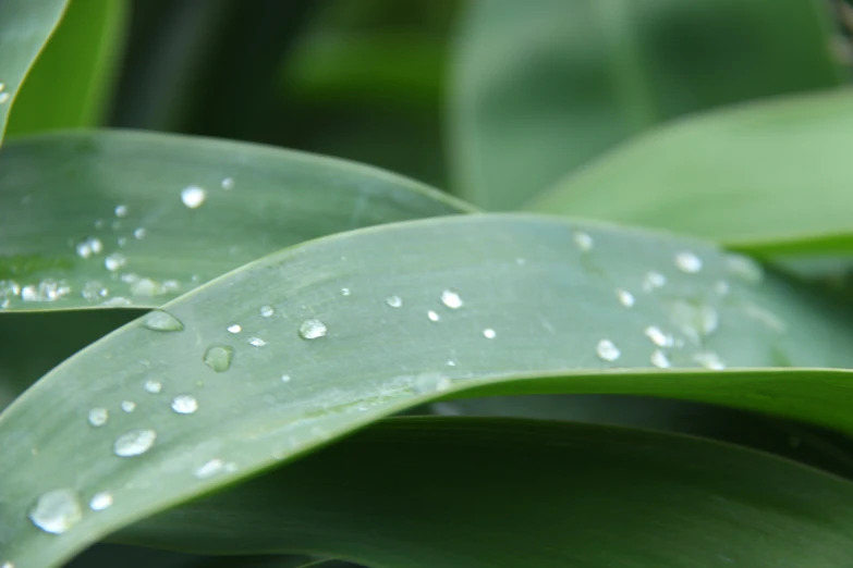 water droplets are on a leaf of green foliage