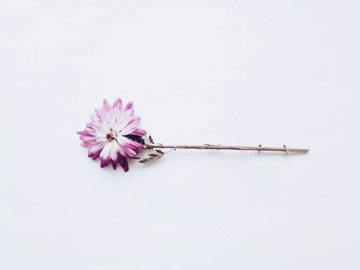 a single flower with long stem and petals