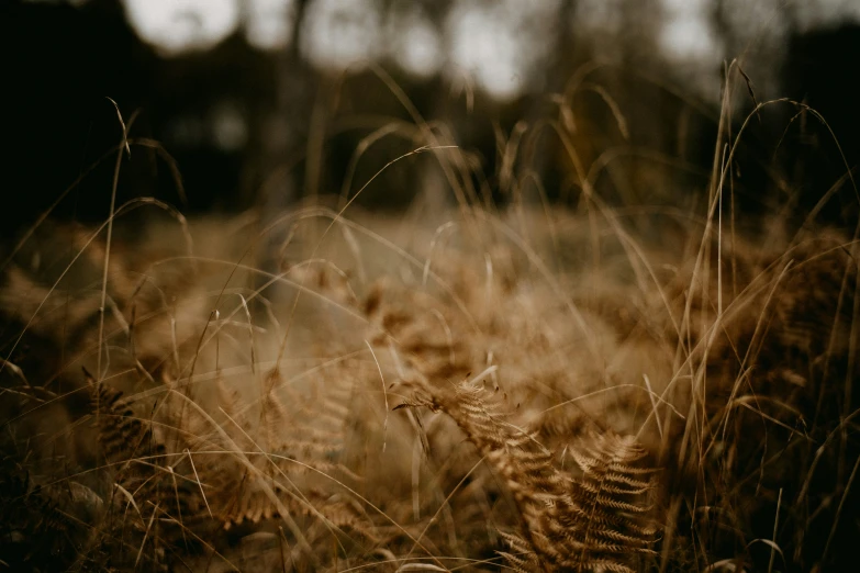 the dried grass is ready for an upcoming storm