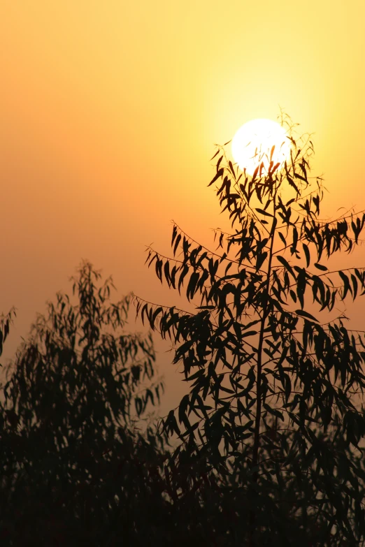 the sun setting behind some leaves and trees