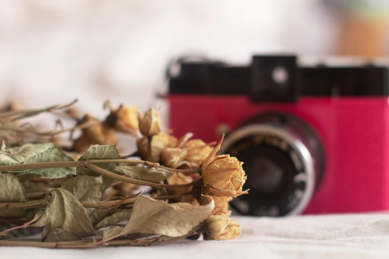 the camera is placed next to the dried plant