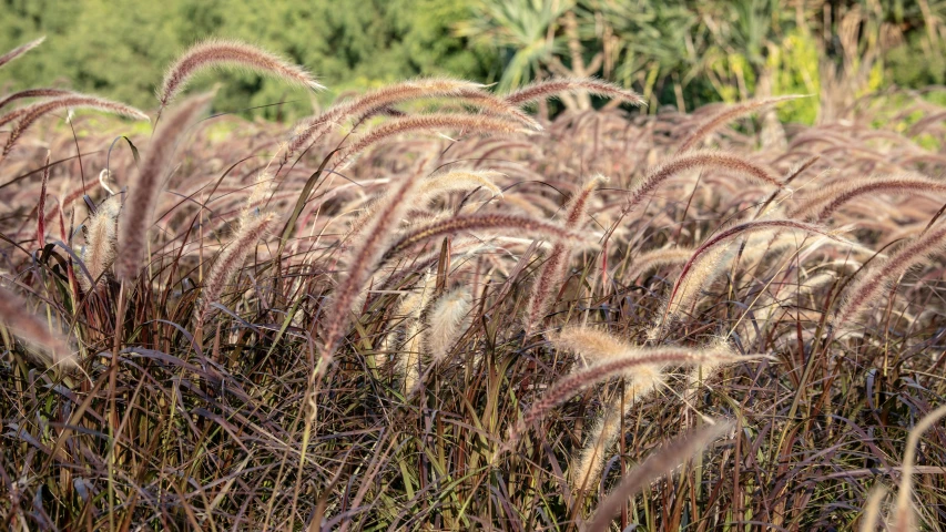 there are tall purple grasses in the wild
