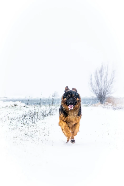 a german shepard running through the snow