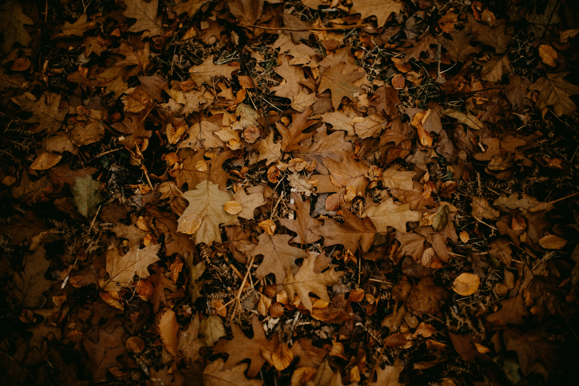 autumn leaves are scattered all over the ground