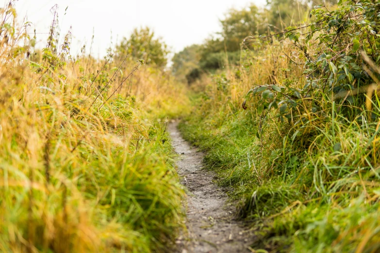 a path surrounded by lush green grasses in a field